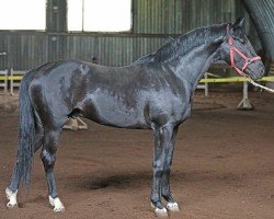 stallion Benjamin V (Estonian Sport, 2019, from Bavarotti Von Seeder)