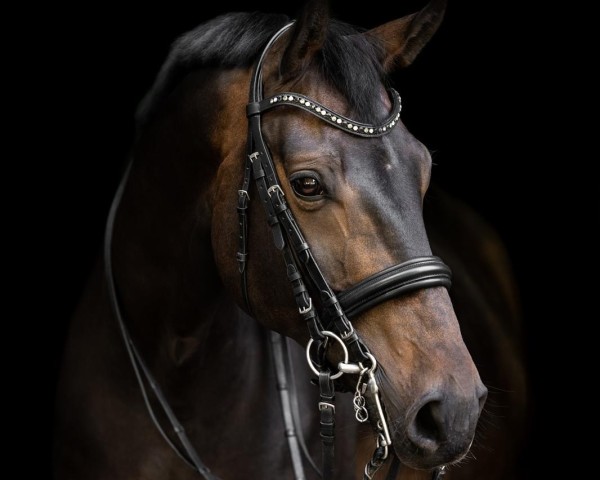 dressage horse Findor 3 (Hanoverian, 2015, from Finest)