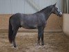 stallion Carpo (Oldenburg show jumper, 2016, from Corall)