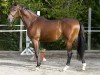 stallion Crescendo Von Seeder (Estonian Sport, 2016, from Comme il Faut)