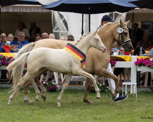 broodmare Lafayette MW (German Riding Pony, 2018, from Dewino G)