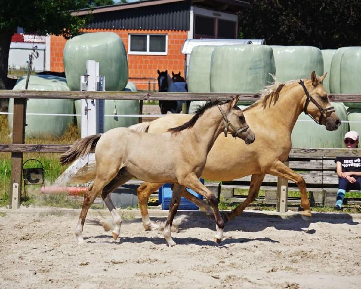 dressage horse Crunchy Nut Dream MW (German Riding Pony, 2024, from Calimero)