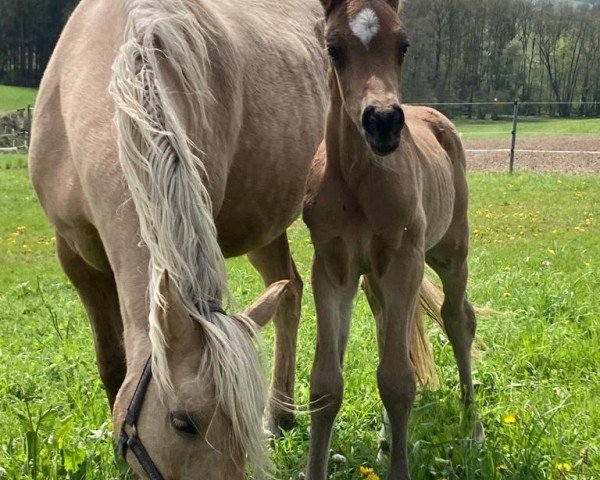 broodmare Lady Louisiana (German Riding Pony,  , from Golden Rock)