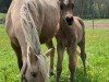 broodmare Lady Louisiana (German Riding Pony,  , from Golden Rock)