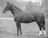 horse Dolman (Hanoverian, 1933, from Detektiv)