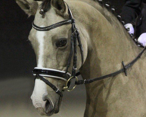 dressage horse Gründleinshof's (German Riding Pony, 2006, from Frankenhoeh's Kir Royal)