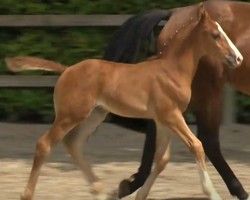 jumper Top Gun van het Bisthof (Belgian Warmblood, 2019, from Ermitage Kalone)