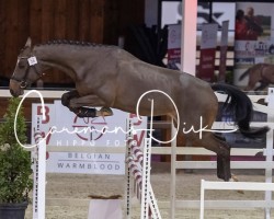 jumper Sueno van't Schawijke (Belgian Warmblood, 2018, from Ermitage Kalone)