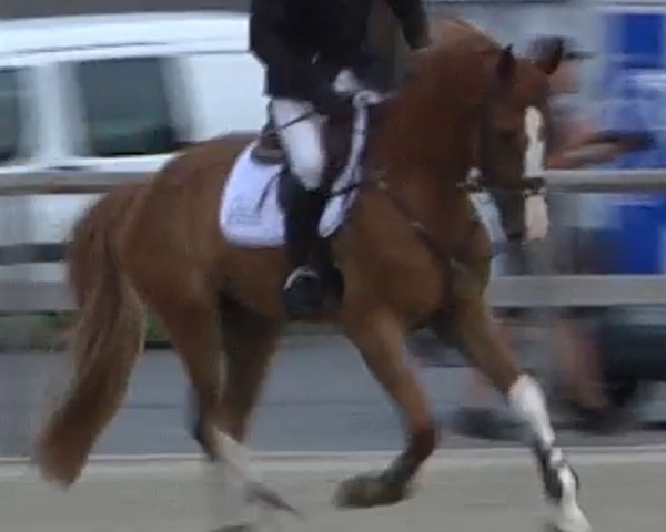 jumper Sjarel van de Waterhoeve (Belgian Warmblood, 2018, from Ermitage Kalone)