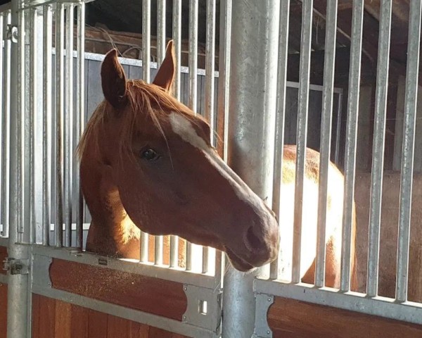 Springpferd Enrico Kalone CJE Z (Zangersheide Reitpferd, 2019, von Ermitage Kalone)