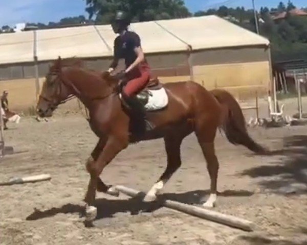 jumper Tyfoon van de Nachtegaele (Belgian Warmblood, 2019, from Ermitage Kalone)