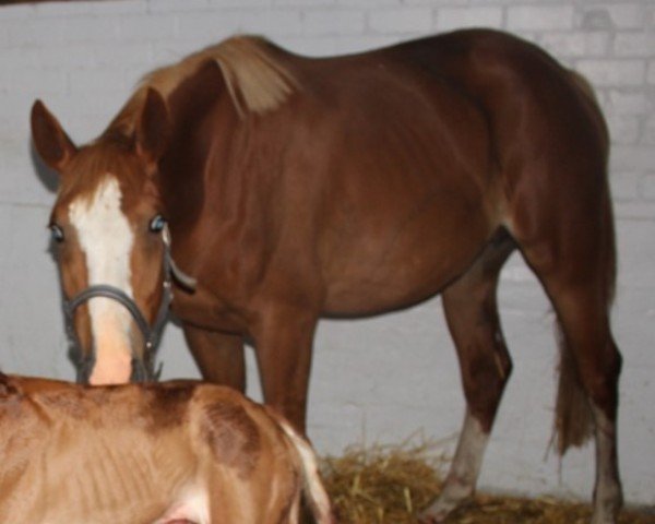 jumper Endoy Z (Zangersheide riding horse, 2020, from Ermitage Kalone)