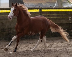 Springpferd Excalibur van de Xxllnt Farm Z (Zangersheide Reitpferd, 2020, von Ermitage Kalone)