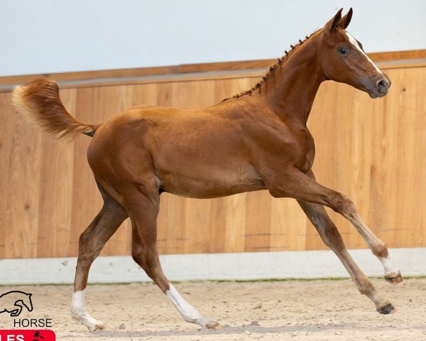 foal by Evanilson Siraxta Z (Zangersheide riding horse, 2024, from Ermitage Kalone)