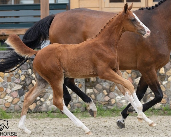 foal by Escudero Siraxta Z (Zangersheide riding horse, 2024, from Ermitage Kalone)