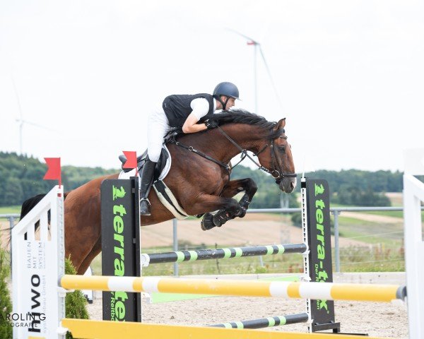 jumper Lantlord (Oldenburg show jumper, 2011, from Lantino 25)