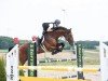 jumper Lantlord (Oldenburg show jumper, 2011, from Lantino 25)