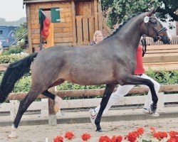 dressage horse Nelly‘s Divine S (German Riding Pony, 2021, from Neverland WE)