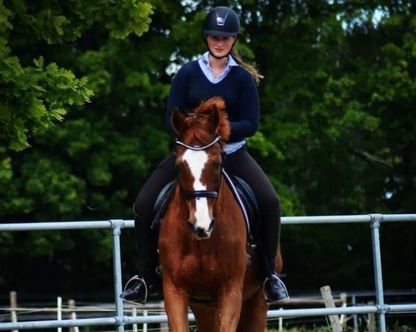 dressage horse Walzertanz (Hanoverian, 1999, from Wolkentanz I)