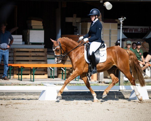 dressage horse Der rote Baron (German Riding Pony, 2021, from Dreidimensional AT NRW)