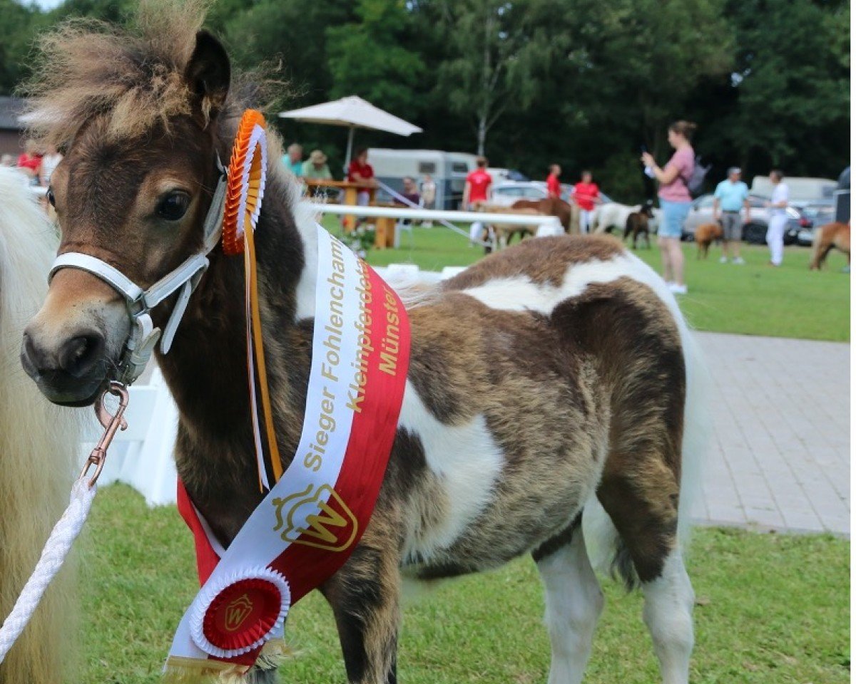 horse Franzy vom Burgblick (Shetland pony (under 87 cm), 2024, from Eddy von der Pumpermühle)