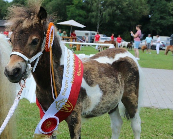 foal by Franzy vom Burgblick (Shetland pony (under 87 cm), 2024, from Eddy von der Pumpermühle)