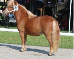 Pferd Biggy vom Burgblick (Shetland Pony (unter 87 cm), 2021, von Eddy von der Pumpermühle)