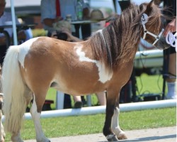 Zuchtstute Krummhörn`s Frauke (Shetland Pony (unter 87 cm), 2013, von Very Dynamic van de Buxushof)