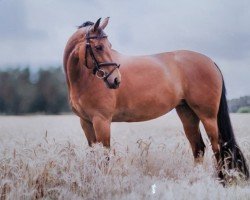 dressage horse Sarinka 2 (Bavarian, 2006, from Seigneur d'Alleray xx)