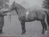 stallion Olymp Mo 1073 (Oldenburg, 1952, from Olau 3967)