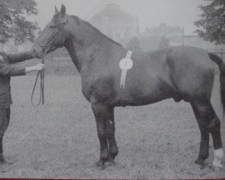 stallion Olymp Mo 1073 (Oldenburg, 1952, from Olau 3967)