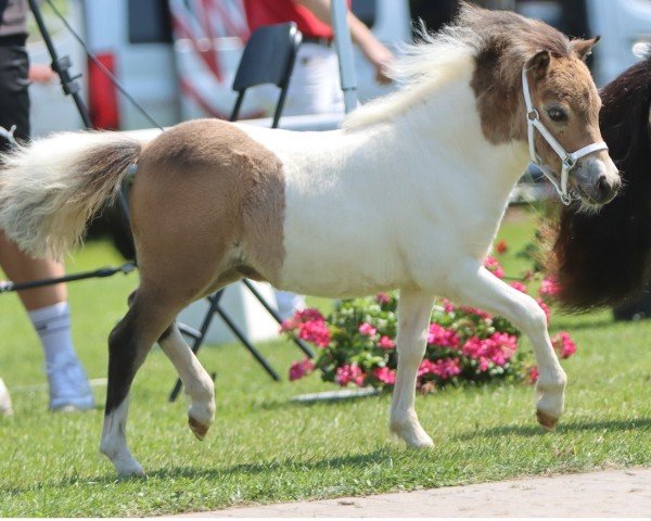 Fohlen von Fantasy vom Burgblick (Shetland Pony (unter 87 cm), 2024, von Niederbroks Hennessy)