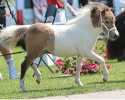 foal by Fantasy vom Burgblick (Shetland pony (under 87 cm), 2024, from Niederbroks Hennessy)