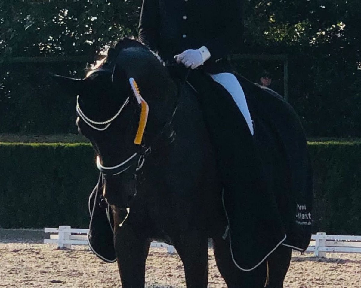dressage horse Fulmination R (Hanoverian, 2016, from Foundation 2)