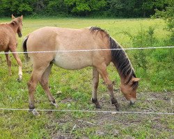 Dressurpferd Capriccio (Deutsches Reitpony, 2020, von Rh Charly Brown)