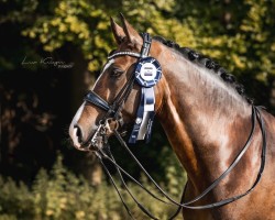 dressage horse Boccaccio 49 (Westphalian, 2014, from Belconi)