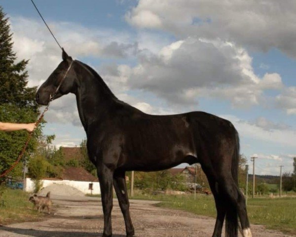 horse Agathangelous (Akhal-Teke, 2009, from Almaz)