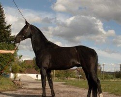 horse Agathangelous (Akhal-Teke, 2009, from Almaz)