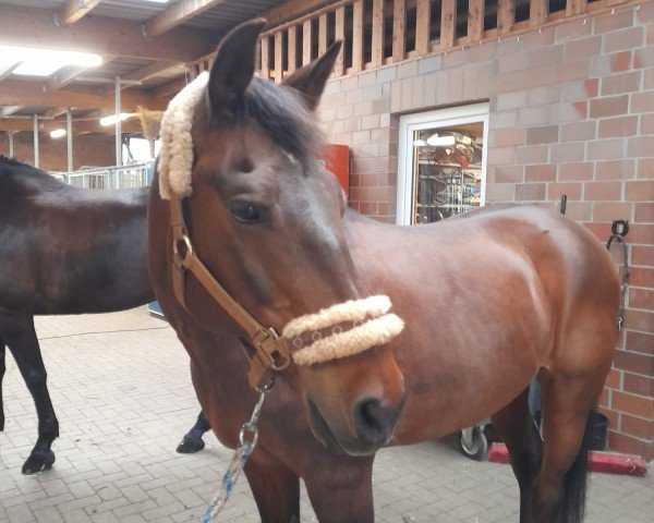 Dressurpferd Wiechhof's Merlot (New-Forest-Pony, 2003, von Morning Sun)