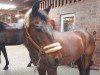 dressage horse Wiechhof's Merlot (New Forest Pony, 2003, from Morning Sun)