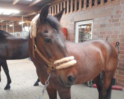 Dressurpferd Wiechhof's Merlot (New-Forest-Pony, 2003, von Morning Sun)