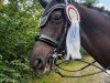 dressage horse Lille Prinz (Hanoverian, 2009, from Locksley II)