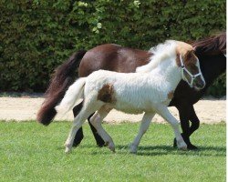 Fohlen von Piccolino vom Burgblick (Shetland Pony (unter 87 cm), 2024, von Hahns Piccolo Grande)