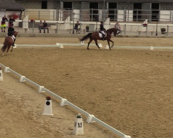 Reitturnier Castrop-Rauxel/Ober-Castrop 2024