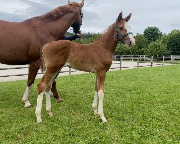 foal by Elanor von der Mittelerde (Oldenburg show jumper, 2024, from Ermitage Kalone)