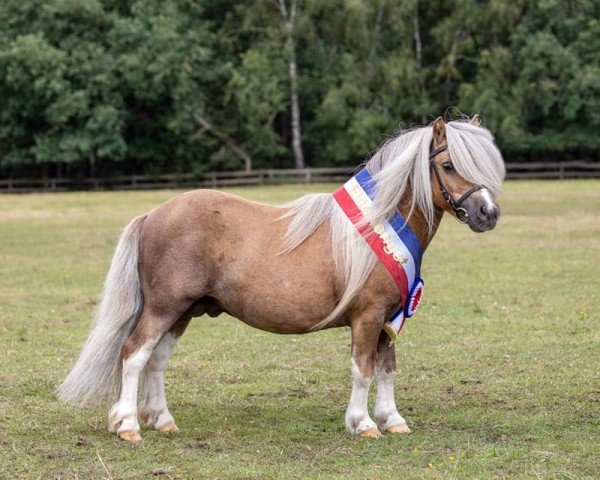 stallion Hummer van Stal Polderzicht (Shetland pony (under 87 cm), 2014, from Shandy van Bromishet)