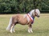 stallion Hummer van Stal Polderzicht (Shetland pony (under 87 cm), 2014, from Shandy van Bromishet)