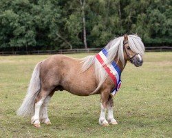 Deckhengst Hummer van Stal Polderzicht (Shetland Pony (unter 87 cm), 2014, von Shandy van Bromishet)