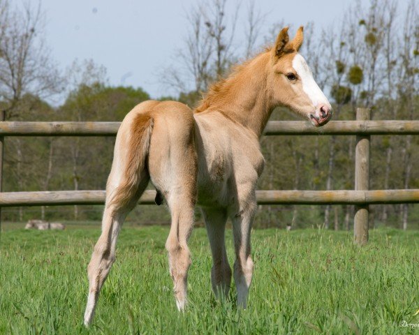 foal by Or'Lando d'Aghan (Selle Français, 2024, from Ermitage Kalone)