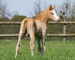 foal by Or'Lando d'Aghan (Selle Français, 2024, from Ermitage Kalone)